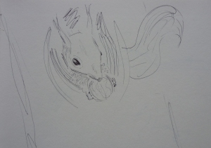 Sketching squirrels