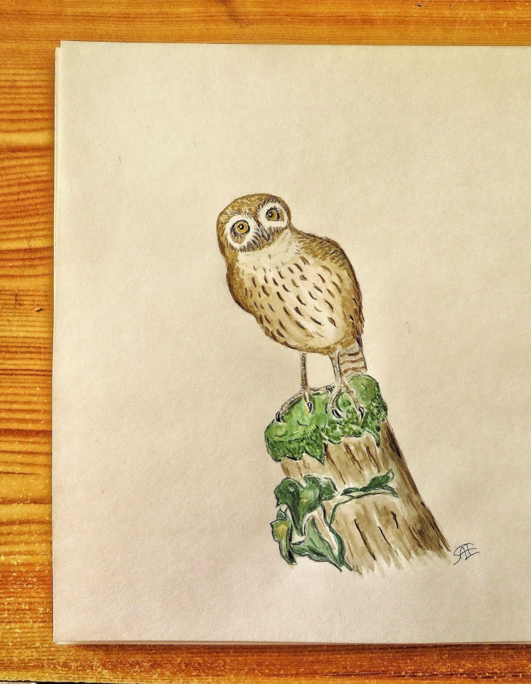 Cuban Pygmy Owl (Kubakauz) Kopie 2